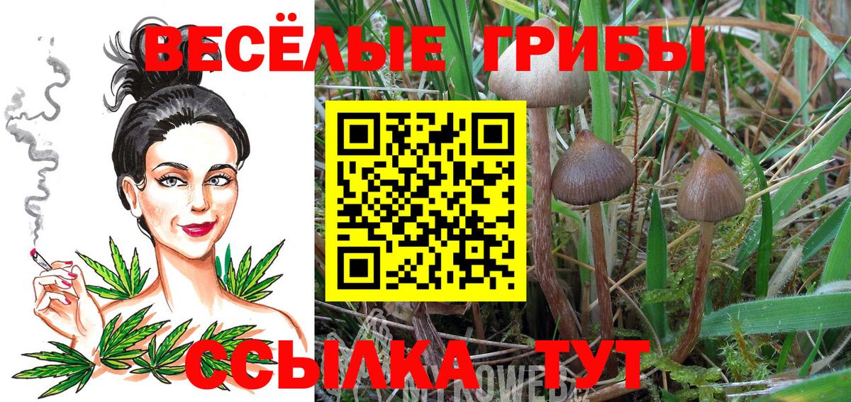 Псилоцибиновые грибы мицелий Михайловка